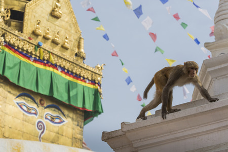 Stupa in Swayambhunath Monkey temple in Kathmandu, Nepal.の写真素材