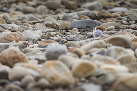 Arctic Tern standing near her nest protecting her egg from predators