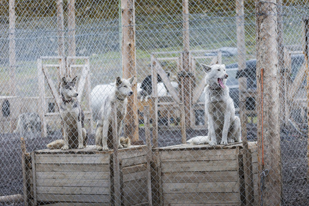 Arctic sled dogs in their kennel, North pole, Svalbard