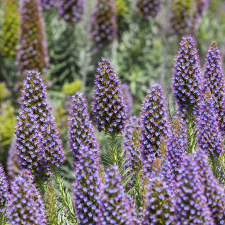 Echium Candicans in full bloom