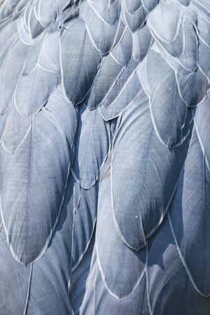 Shoebill, Abu Markub (Balaeniceps rex)の写真素材