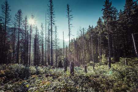 Summer view of forest with coniferous trees heavily damaged by a strong windstorm.View of Tatra Mountains from hiking trail. Poland. Europe.の写真素材