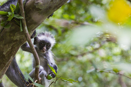 Endangered Zanzibar red colobus monkey (Procolobus kirkii), Jozani forest, Zanzibarの写真素材