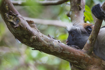 Endangered Zanzibar red colobus monkey (Procolobus kirkii), Jozani forest, Zanzibar