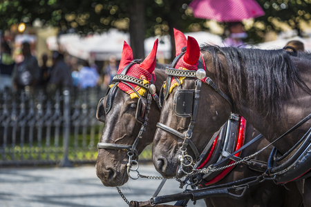 Horse Carriage waiting for tourists at the Old Square in Prague.の写真素材