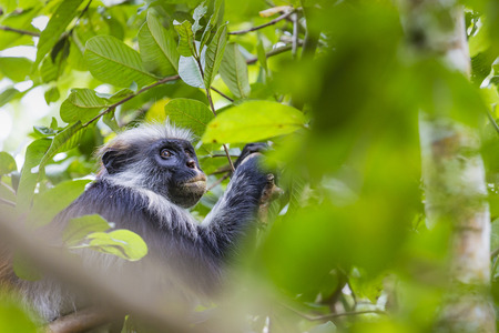 Endangered Zanzibar red colobus monkey (Procolobus kirkii), Jozani forest, Zanzibar