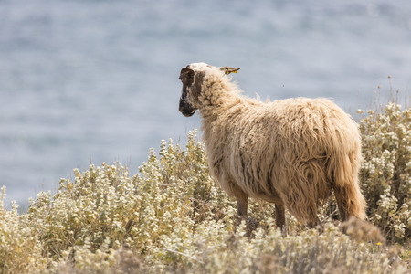 Domestic sheeep n mountains on Greek Mediterranean island Crete.の写真素材