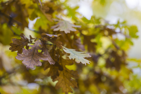 Autumn dry maple leafsの写真素材