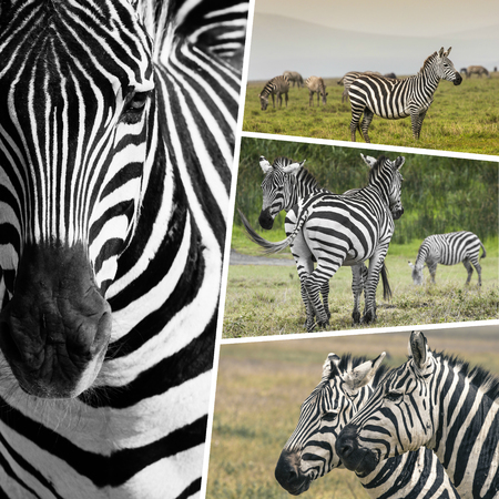 Collage of Zebras from Tanzania - travel background (my photos)の写真素材
