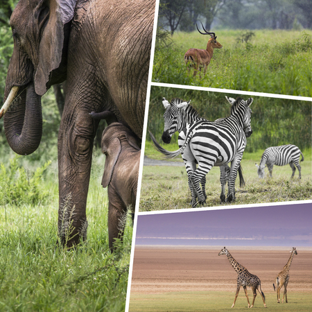 Collage of Animals from Tanzania - travel background (my photos)の写真素材