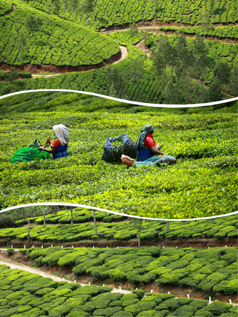Collage of  tea plantations in Munnar ( India ) images - travel background (my photos)の写真素材