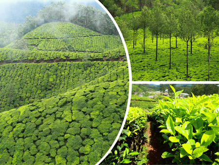 Collage of  tea plantations in Munnar ( India ) images - travel background (my photos)の写真素材