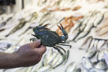 Variety of fish and seafood on local market greece.