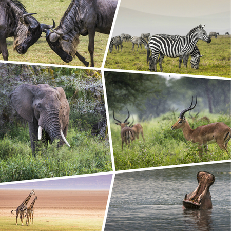 Collage of Animals from Tanzania - travel background (my photos)の写真素材