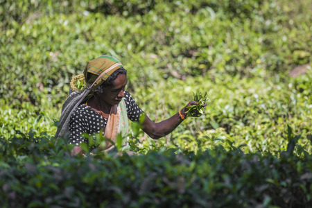 NUWARA ELIYA, SRI LANKA - DECEMBER 02: Female tea picker in tea plantation in Nuwara Eliya, December 02, 2016. Directly and indirectly, over one million Sri Lankans are employed in the tea industry.のeditorial素材
