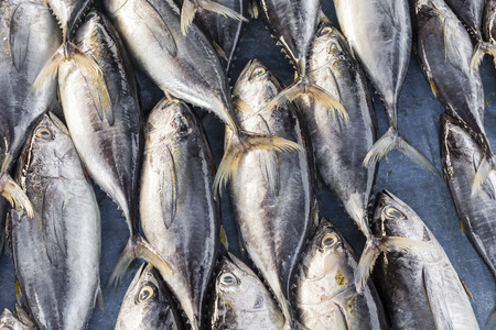 Fresh fish at local Sri Lanka market.の写真素材