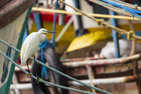 White sea heron at theharbour of Indian ocean in Sri Lanka

の写真素材