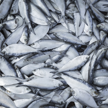 Fresh fish at local Sri Lanka market.の写真素材