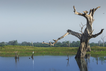 Wild landscape at morning time. Udawalawe National Park in Sri Lanka.の写真素材