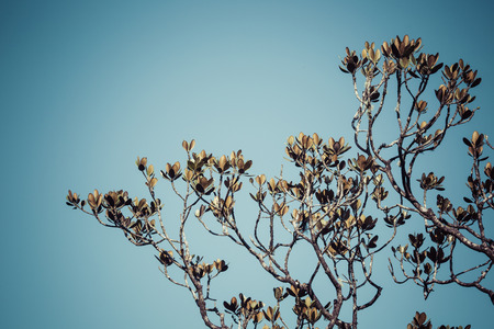 Mountains tree in Sri Lankaの写真素材