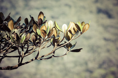 Mountains tree in Sri Lankaの写真素材