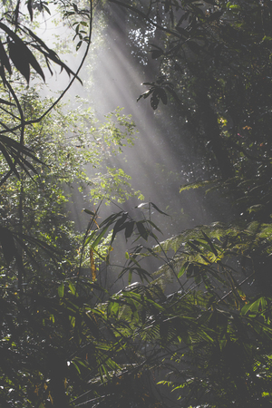 Sunlight rays pour through leaves in a rainforest at Sri Lanka