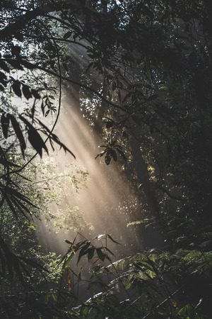 Sunlight rays pour through leaves in a rainforest at Sri Lanka

の写真素材