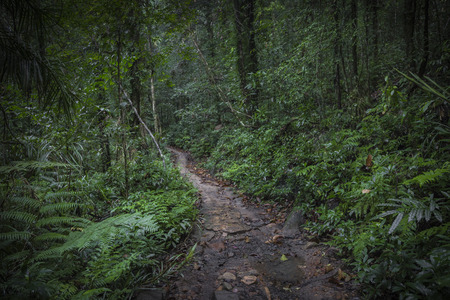 Path in the jungle. Sinharaja rainforest in Sri Lanka.