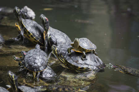 Western painted turtle (chrysemys picta) sitting on rock basking in late morning sun in fresh water pond.の写真素材