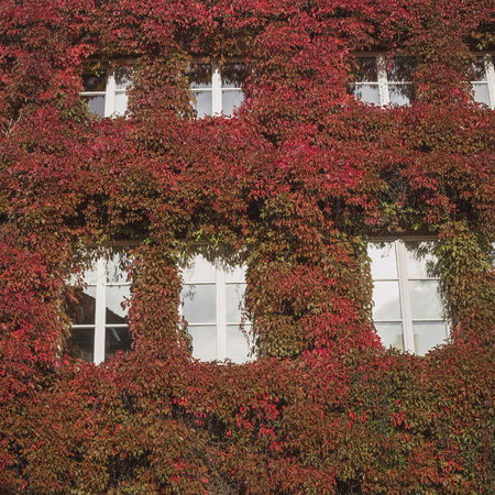 Windows at autumn

の写真素材