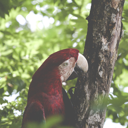 A blue and yellow mackaw parrotの写真素材