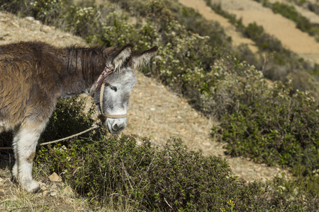 Isla Del Sol. Island of the Sun. Bolivia. Titicaca lake. South America.の写真素材