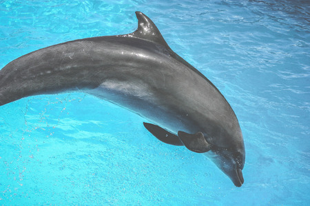 dolphins swim in the poolの写真素材