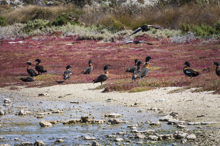 Scenic view over one of the beaches of Rottnest island, Australia.の写真素材