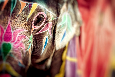 Elephant. India, Jaipur, state of Rajasthan.の写真素材