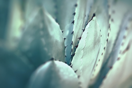 Sharp pointed agave plant leaves bunched together. の写真素材