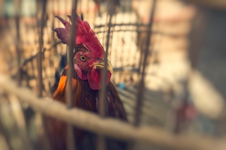 Caged rooster ready to sell at street market in Yogjakarta, Indonesia.の写真素材