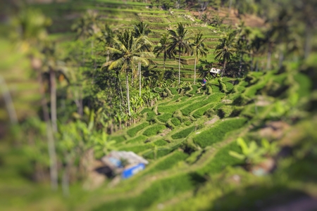 Green rice fields on Bali island, Jatiluwih near Ubud, Indonesiaの写真素材