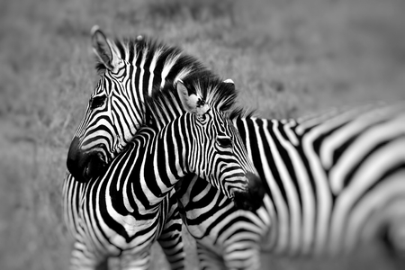 portrait of a zebra at the kruger national park south africaの写真素材