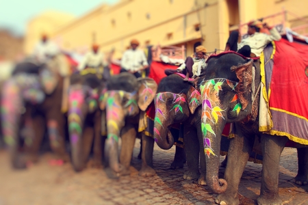 Elephant. India, Jaipur, state of Rajasthan.の写真素材
