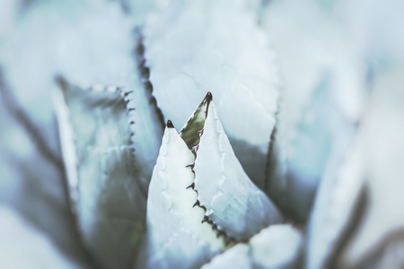 Sharp pointed agave plant leaves bunched together. ( HDR image )の写真素材