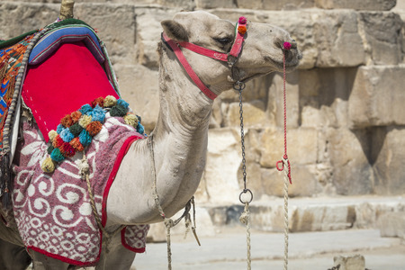 Bedouin camels rest near the Pyramids, Cairo, Egypt