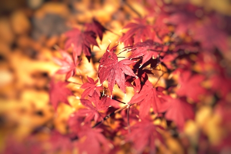 Magic autumn maple leavesの写真素材