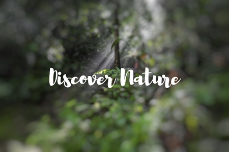 Discover Nature. Sunlight rays pour through leaves in a rainforest.の写真素材