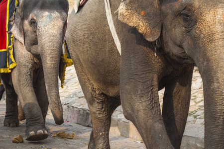 Decorated elephants in Jaleb Chowk in Amber Fort in Jaipur, India. Elephant rides are popular...