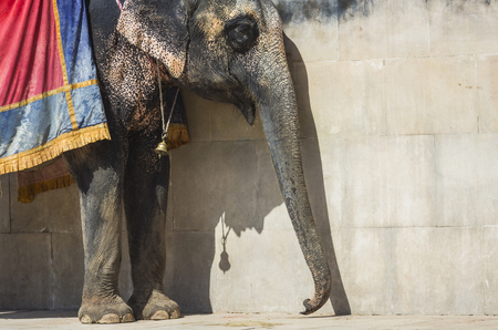 Unidentified men ride decorated elephants in Jaleb Chowk in Amber Fort in Jaipur, India. Elephant rides are popular tourist attraction in Amber Fort.の写真素材