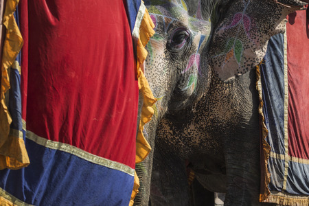 Decorated elephants in Jaleb Chowk in Amber Fort in Jaipur, India.の写真素材