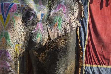 Decorated elephants in Jaleb Chowk in Amber Fort in Jaipur, India.の写真素材