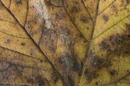 Extreme closeup macro of an colorful autumn leaf with fine detail. Nature background.