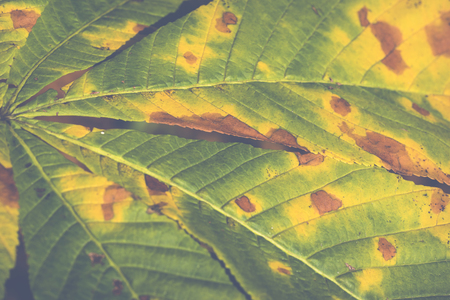 Extreme closeup macro of an colorful autumn leaf with fine detail. Nature background.の写真素材